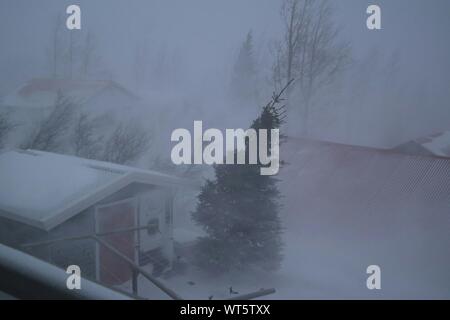 Wind Weht Durch Die Baume In Einem Wald Stockfotografie Alamy