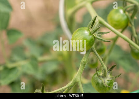 Grüne Tomaten reifen auf der Rispe Stockfoto