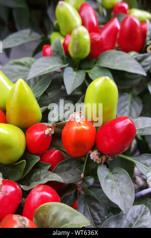 Töpfe mit ornamentalen Chili Pflanzen Stockfoto