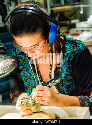 Archäologen bei der Arbeit Reinigung fossile Überreste im Smithsonian Museum of Natural History Stockfoto