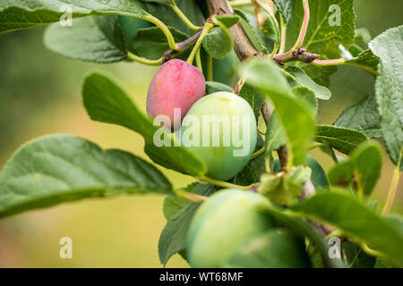 Pflaumen auf einer Pflaume mit verschiedenen Stufen der Reife der Früchte Stockfoto