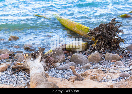 Riesige entwurzelte Bäume an der steinigen Küste der Insel Rügen, Deutschland Stockfoto