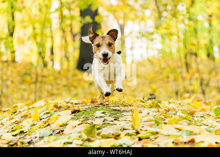 Glücklicher Hund läuft im schönen Herbst (Herbst) Park weg Leine an warmen Tag Stockfoto