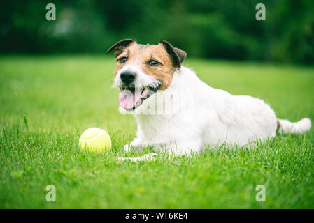 Freundlich inländischen Hund liegend auf grünem Rasen in offenen für Hunde Park Stockfoto