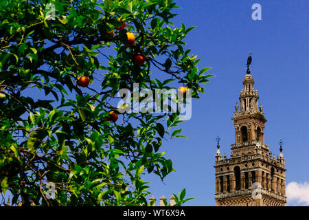 La Gerald Glockenturm und Orange Tree, Sevilla, Spanien Stockfoto