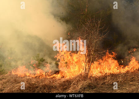 Wildfire, Wald, Feuer, brennende Wald, Feld Brand, Stockfoto