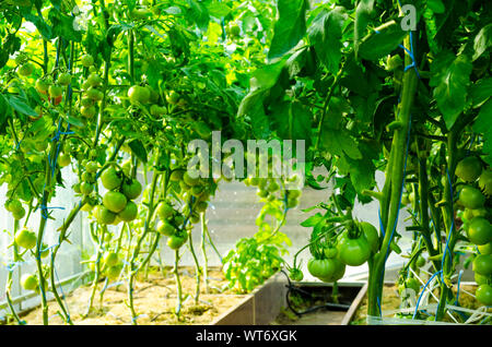 Tomate Büschen mit grünen Früchten im Gewächshaus. Studio Foto Stockfoto