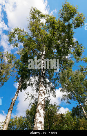 Silberbirke (Betula pendula) Wächst in Grass Wood Naturschutzgebiet Grassington North Yorkshire Stockfoto