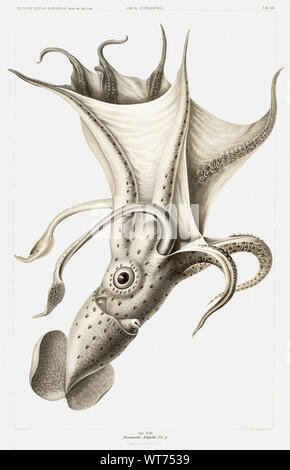 Cockeyed Squid-Vintage Abbildung von Carl Chun zoologischen Arbeiten Stockfoto