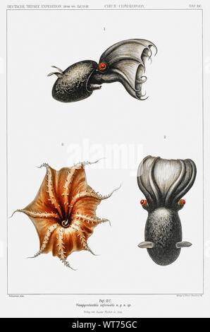 Flapjack Octopus und Vampire Squid-Vintage Abbildung von Carl Chun zoologischen Arbeiten Stockfoto