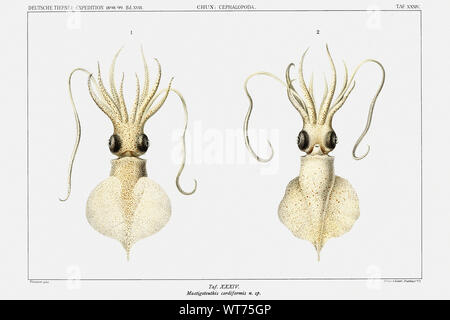 Liebe Herz Squid-Vintage Abbildung von Carl Chun zoologischen Arbeiten Stockfoto