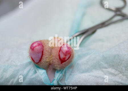 Der Schnitt der Hodensack in Katze kastrieren, Chirurgie Stockfoto