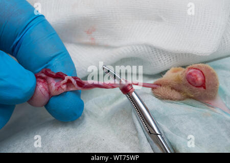 Katze kastrieren Chirurgie mit Selbst-Netzkabel für Knoten, Nicht-ligatur Technik mit einem hemostat Stockfoto