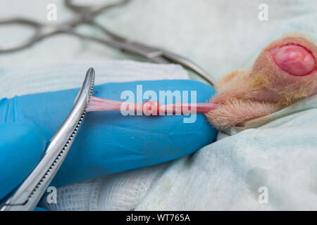 Katze kastrieren Chirurgie mit Selbst-Netzkabel für Knoten, Nicht-ligatur Technik mit einem hemostat Stockfoto