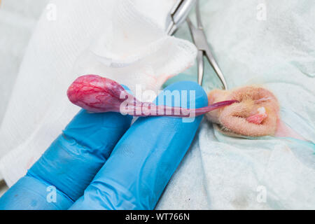 Kater Kastration durch geschlossene Technik Stockfoto