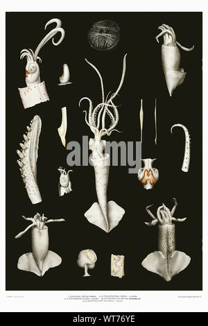 Squid Sorten - Vintage Abbildung von Carl Chun zoologischen Arbeiten Stockfoto