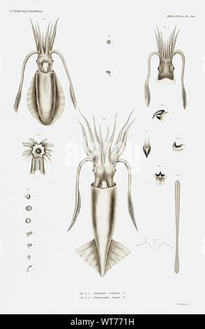 Squid Sorten - Vintage Abbildung von Carl Chun zoologischen Arbeiten Stockfoto