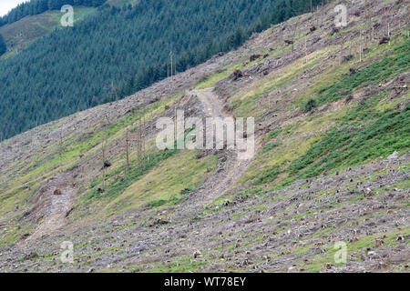 Schottische Hang nach der Ernte von Pinien hat geerntet. Scottish Borders, Großbritannien. Stockfoto