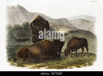 John Boyne (1812-1862) - amerikanischer Bison Americanus (Bos) von den lebendgebärenden Vierbeiner von Nordamerika (1845) Stockfoto