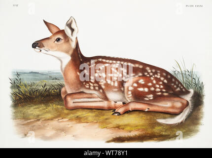 John Boyne (1812-1862) - amerikanischer Hirsch (Cervus Virginianus) von den lebendgebärenden Vierbeiner von Nordamerika (1845) Stockfoto