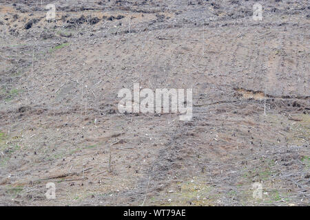 Schottische Hang nach der Ernte von Pinien hat geerntet. Scottish Borders, Großbritannien. Stockfoto