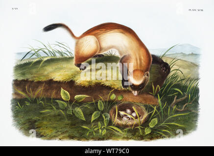 John Boyne (1812-1862) - Black-Footed Ferret (Putorius Nigripes) von den lebendgebärenden Vierbeiner von Nordamerika (1845) Stockfoto