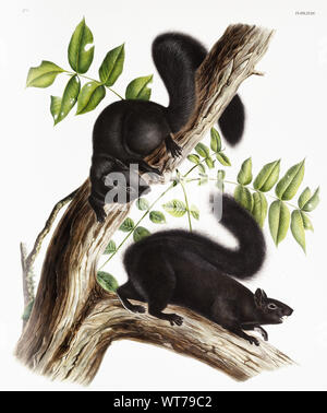 John Boyne (1812-1862) - Schwarzes Eichhörnchen (sciurus Niger) von den lebendgebärenden Vierbeiner von Nordamerika (1845) Stockfoto