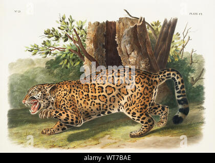 John Boyne (1812-1862) - Jaguar (Felis Onca) von den lebendgebärenden Vierbeiner von Nordamerika (1845) Stockfoto