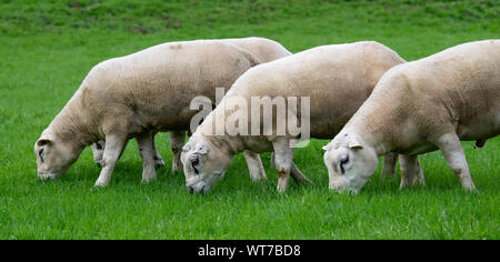 Texel jährling Widder Weiden in der Wiese, North Yorkshire, UK. Stockfoto