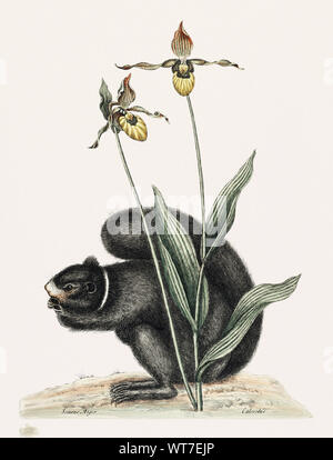 Schwarzes Eichhörnchen Sciurus Niger - Von der natürliche Verlauf von Carolina Florida und die Bahamas 1754 von Mark Catesby (1683-1749) Stockfoto