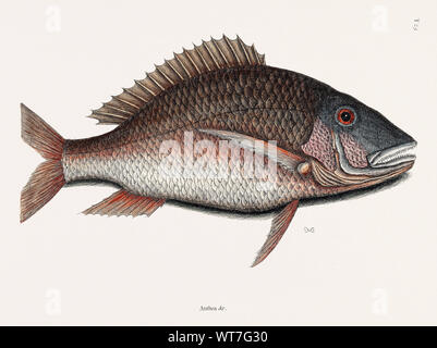 Hammel Fisch Anthea Quartus Rondeletii - Von der natürliche Verlauf von Carolina Florida und die Bahamas 1754 von Mark Catesby (1683-1749) Stockfoto