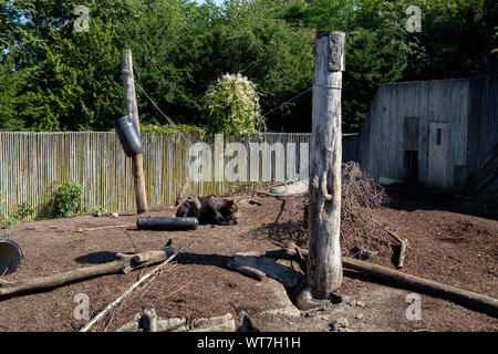 Braunbär im Zoo Kopenhagen Stockfoto