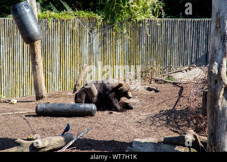 Braunbär im Zoo Kopenhagen Stockfoto