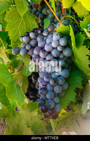 Ein paar dunkle Trauben aus einer Rebe in einem Weinberg im Herbst Ernte hängen Stockfoto