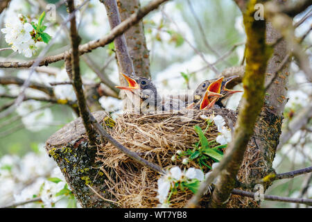 Gruppe von hungrigen Baby Vögel sitzen in ihrem Nest auf blühenden Baum mit Mund offen warten bei der Zuführung. Junge Vögel schreien. Stockfoto