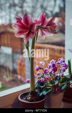 Hippeastrum auf dem Fenster für Weihnachten Advent eingerichtet Stockfoto