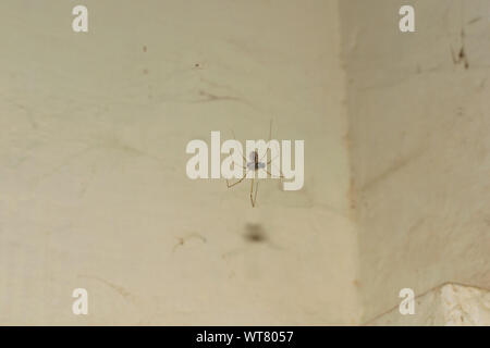 Nahaufnahme von einem langen Bein braune Spinne hängt von Web heben ein Haus fliegen mit seinen Mund, verschwommenen Hintergrund. Stockfoto