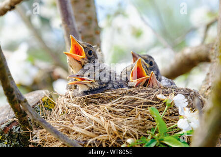 Gruppe von hungrigen Baby Vögel sitzen in ihrem Nest auf blühenden Baum mit Mund offen warten bei der Zuführung. Junge Vögel schreien. Stockfoto