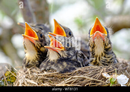 Closeup baby Vögel mit weit geöffneten Mund auf dem Nest. Junge Vögel mit orangefarbenen Schnabel, in der Wildnis eingebettet. Stockfoto