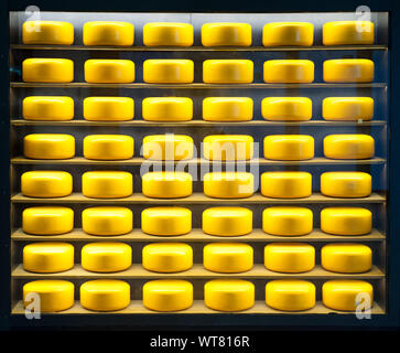 Viele Schweizer gelben Käse Köpfe in den Regalen einer Show-Fenster in Store Shop Stockfoto