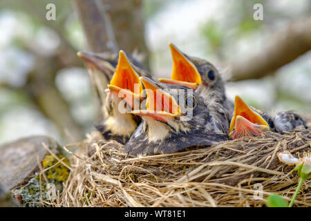 Gruppe von hungrigen Baby Vögel in ihrem Nest mit Mund offen Warten auf Fütterung sitzen. Junge Vögel im Nest Konzept. Stockfoto