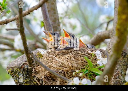 Gruppe von hungrigen Baby Vögel sitzen in ihrem Nest an blühenden Baum mit Mund offen warten bei der Zuführung. Junge Vögel schreien. Stockfoto