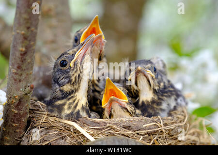 Baby Vögel mit orangefarbenen Schnabel sitzt in ihrem Nest und wartet auf eine Fütterung. Junge Vögel in der Wildnis Konzept. Stockfoto