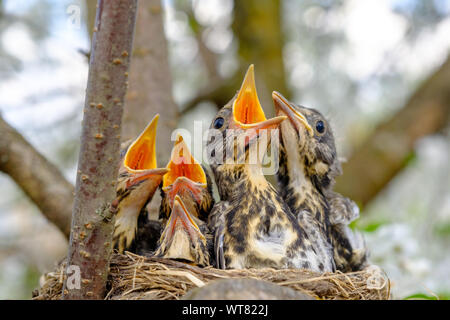 Gruppe von Thrush vogel Baby in ihrem Nest mit Mund offen Warten auf Fütterung sitzen. Baby Vogel im Nest Konzept. Stockfoto