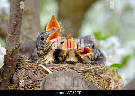 Vögel brüten in Nest auf blühenden Baum, baby Vögel, Nesting, mit großen, offenen orange Schnabel warten bei der Zuführung. Stockfoto