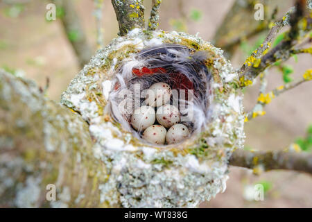 Bird's Nest auf Ast mit fünf bunten Eier innerhalb Stockfoto