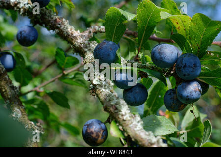 Schlehen, violett Früchte der gemeinsamen Blackthorn Bush. Stockfoto