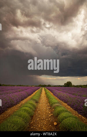 Reihen von Lavendel in der Provence Frankreichs unter dem stürmischen, bewölkter Himmel gewachsen. Blitz- und Sonnenstrahlen füllen den Himmel. Die Landwirte ernten und Clearing die Felder. Stockfoto