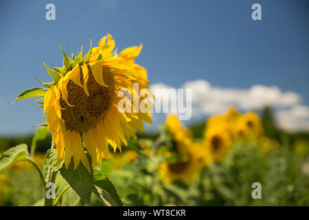 Hell und gelbe Sonnenblumen wachsen in Hülle und Fülle im Süden von Frankreich, Provence, Valensole. Lokale Bauern wachsen Sie in Hülle und Fülle an der Seite von Lavendel. Stockfoto