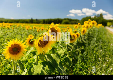 Hell und gelbe Sonnenblumen wachsen in Hülle und Fülle im Süden von Frankreich, Provence, Valensole. Lokale Bauern wachsen Sie in Hülle und Fülle an der Seite von Lavendel. Stockfoto